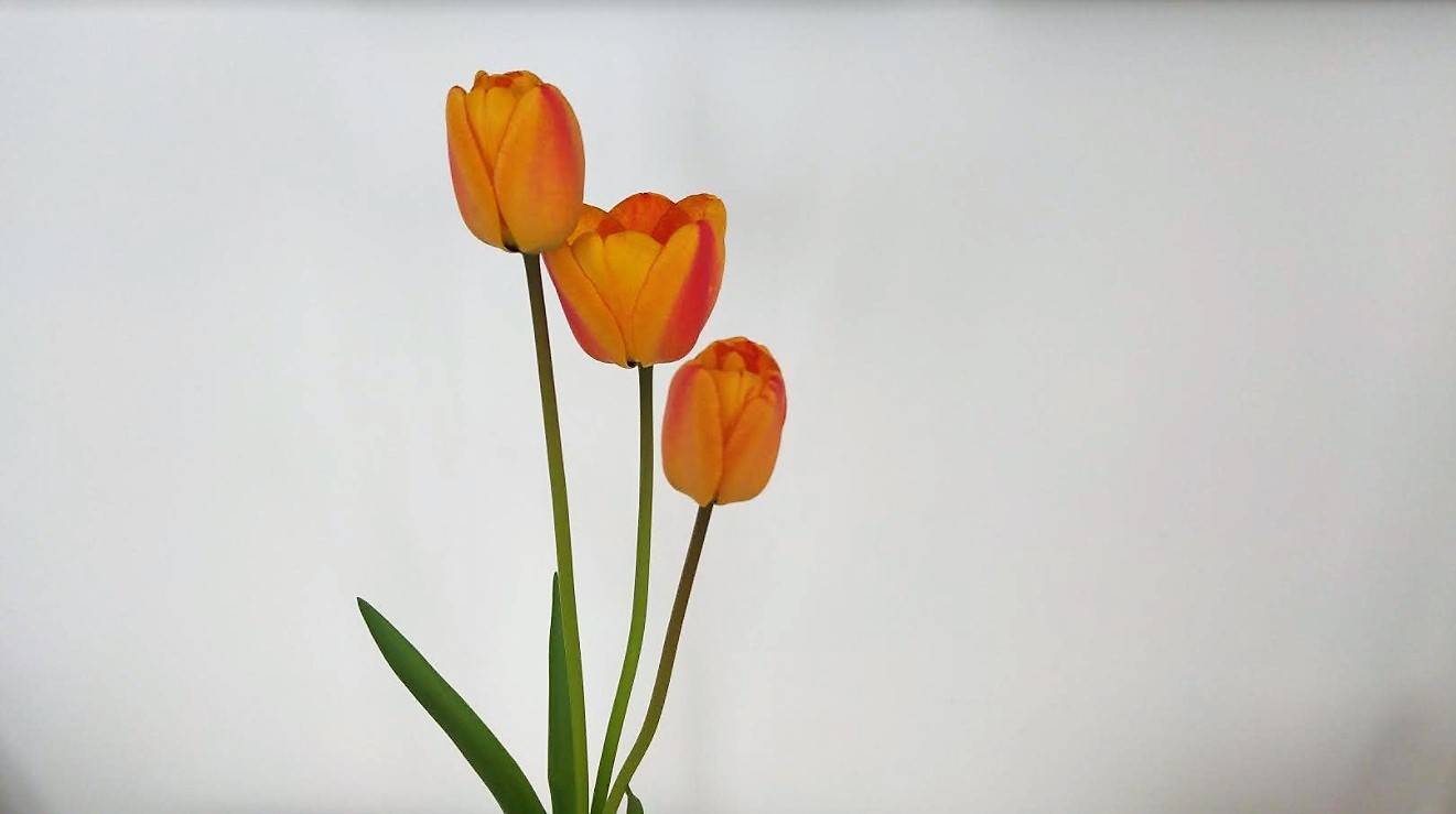 tulipan-02-niedziela-ok