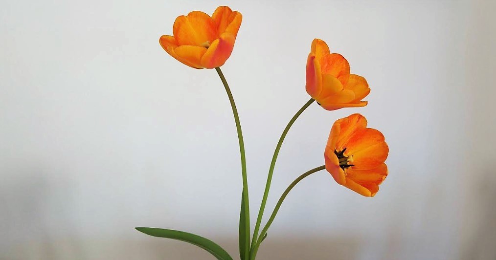 tulipan-03-poniedzialek-ok